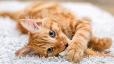 se multiplican los videos tierno con motivo del dia internacional del gato se multiplican los videos tierno con motivo del dia internacional del gato