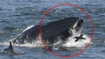 una ballena se trago a un buzo y despues lo escupio, sano y salvo una ballena se trago a un buzo y despues lo escupio, sano y salvo