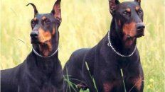 perdio sus dos piernas tras ser atacada por perros perdio sus dos piernas tras ser atacada por perros