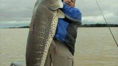 pescaron un surubi de 80 kilos en aguas del rio parana pescaron un surubi de 80 kilos en aguas del rio parana