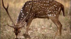Sin freno. El ciervo desplazó a especies autóctonas porque les compite con el alimento. Sin freno. El ciervo desplazó a especies autóctonas porque les compite con el alimento.
