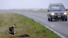 Aplastados. Señalaron que en la traza se daña a la fauna silvestre. Aplastados. Señalaron que en la traza se daña a la fauna silvestre.