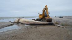 hallaron muerta a una ballena de 16 metros en san clemente hallaron muerta a una ballena de 16 metros en san clemente
