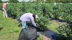 Inicio. La producción ocupa unas 1.100 hectáreas en la provincia. (Gentileza: InfoCampo) Inicio. La producción ocupa unas 1.100 hectáreas en la provincia. (Gentileza: InfoCampo)