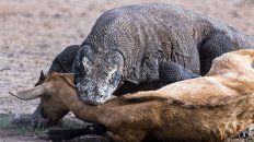 Dragón. Morder y esperar que se desangre, así en Komodo como en la Argentina. Dragón. Morder y esperar que se desangre, así en Komodo como en la Argentina.
