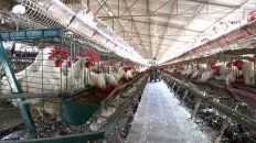 Alimento Popular. En promedio, cada argentino consume casi 23 docenas al año. Alimento Popular. En promedio, cada argentino consume casi 23 docenas al año.