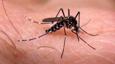 en lo que va de 2020 ya confirmaron 11 casos de dengue importado en lo que va de 2020 ya confirmaron 11 casos de dengue importado