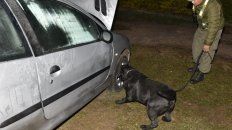 Uno de los perros de gendarmería en acción. Uno de los perros de gendarmería en acción.