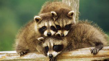 instinto maternal: la feroz reaccion de una mapache contra un gato montes por sus crias instinto maternal: la feroz reaccion de una mapache contra un gato montes por sus crias