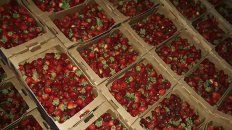 Procedencia. Contaron que ahora esta fruta tan buscada llega desde Santa Rosa de Calchines. Procedencia. Contaron que ahora esta fruta tan buscada llega desde Santa Rosa de Calchines.