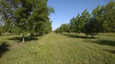 Inversión a largo plazo. Un árbol demora entre cinco y siete años en dar frutos de calidad para poder comercializarlos. Inversión a largo plazo. Un árbol demora entre cinco y siete años en dar frutos de calidad para poder comercializarlos.