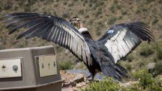 Liberación. Un cóndor se familiariza con las montañas, en el retorno a su hábitat. Liberación. Un cóndor se familiariza con las montañas, en el retorno a su hábitat.