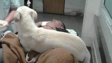 video: el perrito que siguio la ambulancia sigue cuidando a su dueno video: el perrito que siguio la ambulancia sigue cuidando a su dueno