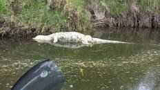 La foto del yacaré se viralizó en un día. La foto del yacaré se viralizó en un día.