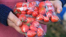 Tomates agroecológicos producidos en La Picada. Tomates agroecológicos producidos en La Picada.