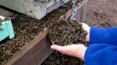 un pesticida mato a las 70 millones de abejas en traslasierra un pesticida mato a las 70 millones de abejas en traslasierra