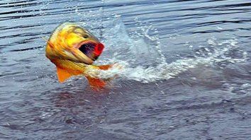 detectan restos de 16 medicamentos en peces del rio uruguay detectan restos de 16 medicamentos en peces del rio uruguay