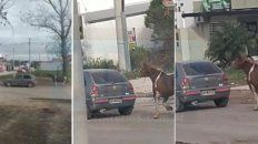 asi llevaban un caballo en avenida zanni asi llevaban un caballo en avenida zanni