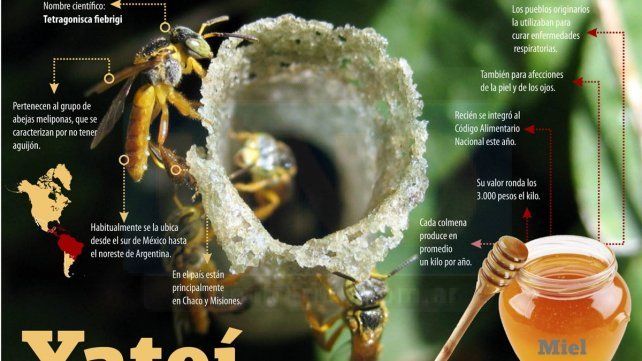 Hallaron en la zona una abeja foránea cuya miel tiene importantes virtudes medicinales