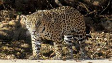 solo quedan 20 yaguaretes en la region chaquena solo quedan 20 yaguaretes en la region chaquena