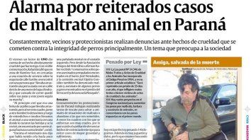 el heroico rescate de una perra maltratada, siete anos despues el heroico rescate de una perra maltratada, siete anos despues