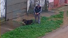 Ataque. El perro cayó sobre el gato que estaba maniatado por la trampa. Ataque. El perro cayó sobre el gato que estaba maniatado por la trampa.