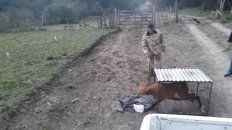 la paz: encontraron un aguara guazu en un garaje la paz: encontraron un aguara guazu en un garaje