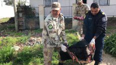 se suspendio la fiesta de 15 porque el asado era de una vaquilla robada se suspendio la fiesta de 15 porque el asado era de una vaquilla robada