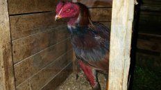 allanan una finca donde practicaban rinas de gallos allanan una finca donde practicaban rinas de gallos