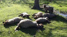 una jauria de perros mato doce ovinos en libaros una jauria de perros mato doce ovinos en libaros