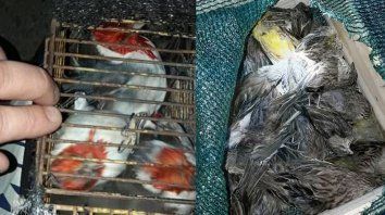 llevaba pajaros silvestres, la mayoria muertos por asfixia llevaba pajaros silvestres, la mayoria muertos por asfixia