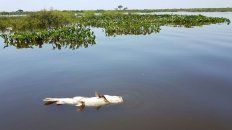 rio parana: encontraron microplasticos en sabalos, rayas y armados rio parana: encontraron microplasticos en sabalos, rayas y armados