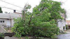 un arbol cayo por el viento y arrastro el cableado un arbol cayo por el viento y arrastro el cableado