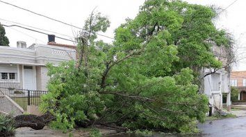 un arbol cayo por el viento y arrastro el cableado un arbol cayo por el viento y arrastro el cableado