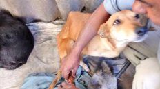 venta de plantas para ayudar una perrita que fue chocada venta de plantas para ayudar una perrita que fue chocada