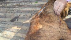 A balazos. El perro fue muerto con proyectiles de un potente aire comprimido. FM Brisas A balazos. El perro fue muerto con proyectiles de un potente aire comprimido. FM Brisas
