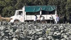 horticultores venden su produccion en buenos aires horticultores venden su produccion en buenos aires