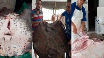 pescaron una raya de 80 kilos de una manera muy particular pescaron una raya de 80 kilos de una manera muy particular