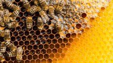 El Proyecto Lactosuero...utilizar para no desechar consiste en la obtención de suplementos proteicos, de bajo costo económico, para el consumo de las abejas del apiario. El Proyecto Lactosuero...utilizar para no desechar consiste en la obtención de suplementos proteicos, de bajo costo económico, para el consumo de las abejas del apiario.