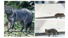 piden no asustar al zorro visto en el centro de parana piden no asustar al zorro visto en el centro de parana