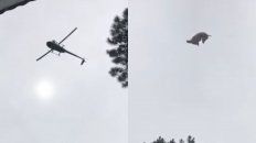 El momento en que tiran el cerdo a la pileta de la chacra. El momento en que tiran el cerdo a la pileta de la chacra.
