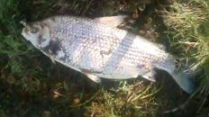 Uno de los peces muerto e hinchado. Uno de los peces muerto e hinchado.