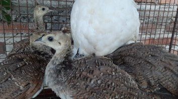 Los pavos reales fueron los últimos en llegar. Los pavos reales fueron los últimos en llegar.