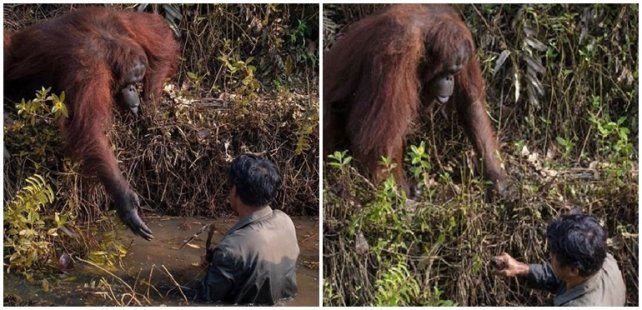 El trabajador estaba limpiando el río de serpientes.