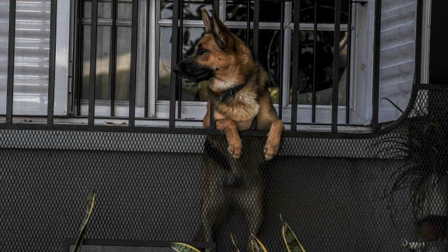 Por el momento, hay pocos casos de animales con coronavirus en el mundo.