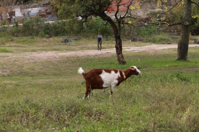 Una de las cabras en la bajada de Güemes.