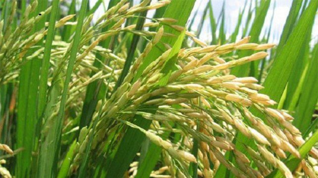El arroz necesita que no llueva tanto, para favorecer su floraci&oacute;n. La Ni&ntilde;a traer&iacute;a menos lluvias a la regi&oacute;n.&nbsp;
