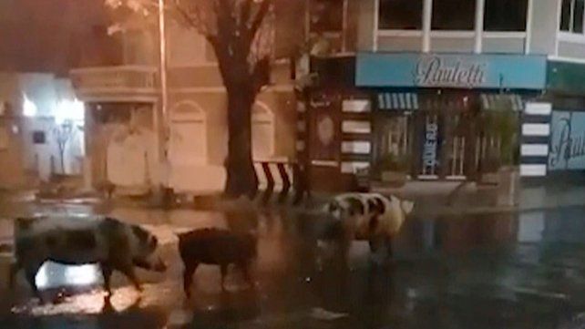 En esa ocasión algunos medios la presentaron como “un chancho suelto en el centro de Paraná”.