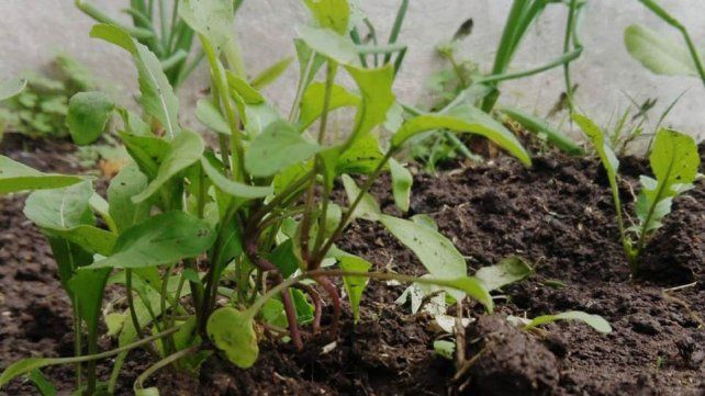 En las huertas de los barrios postergados crecen los alimentos y la esperanza
