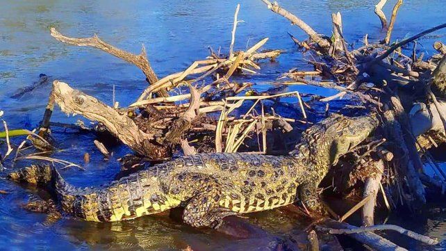 Un yacaré adulto sorprendió a pescadores por el arroyo Feliciano Foto gentileza Nicolás Ríos